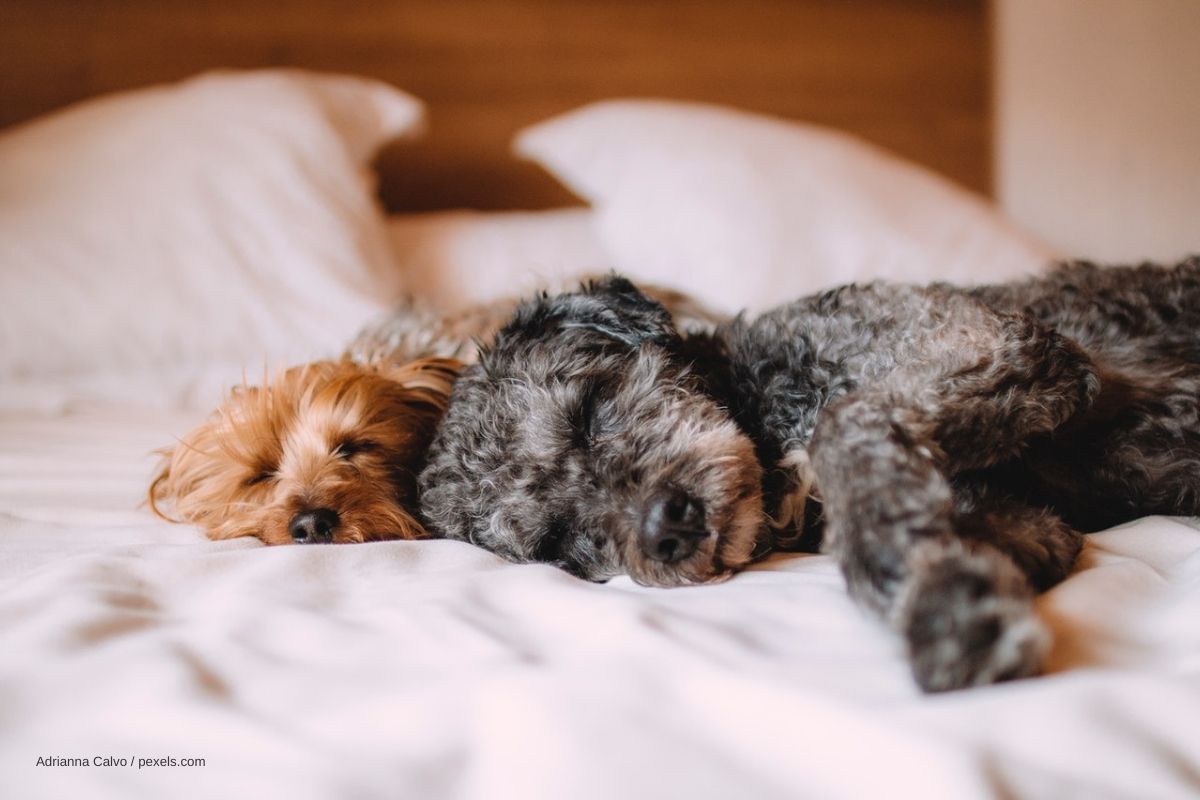 Hunde schlafen im Bett