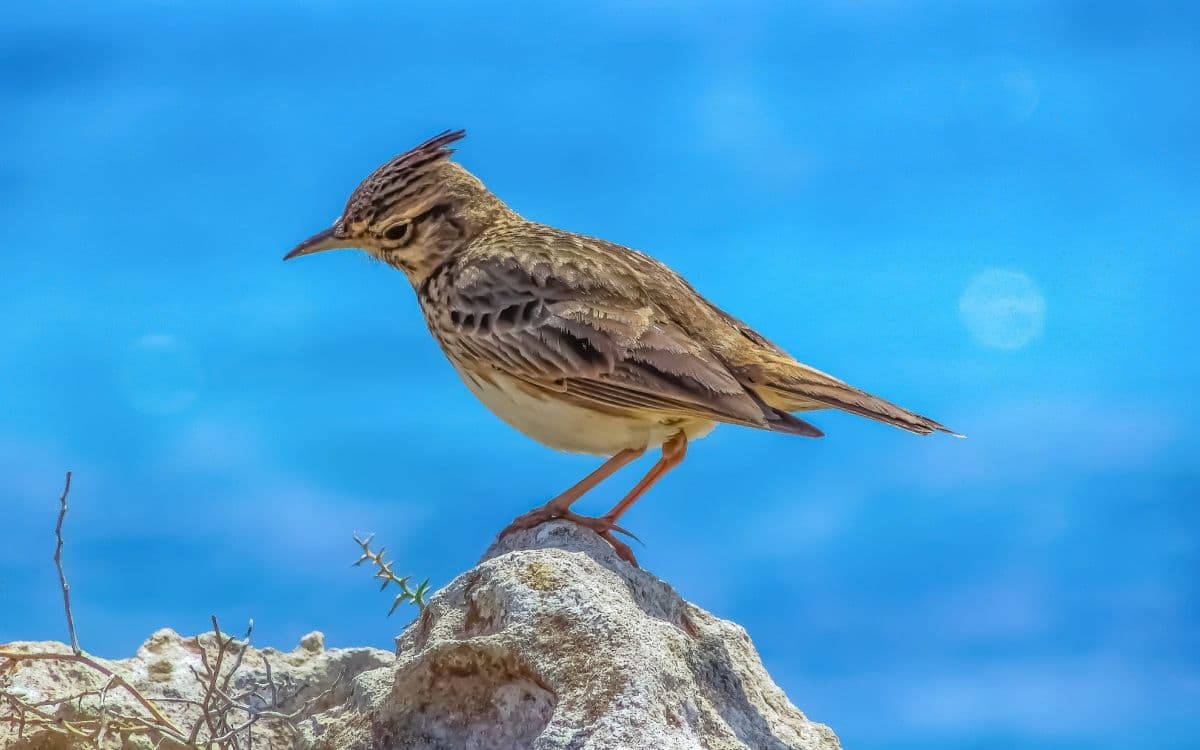 Schlafrhythmus Lerche