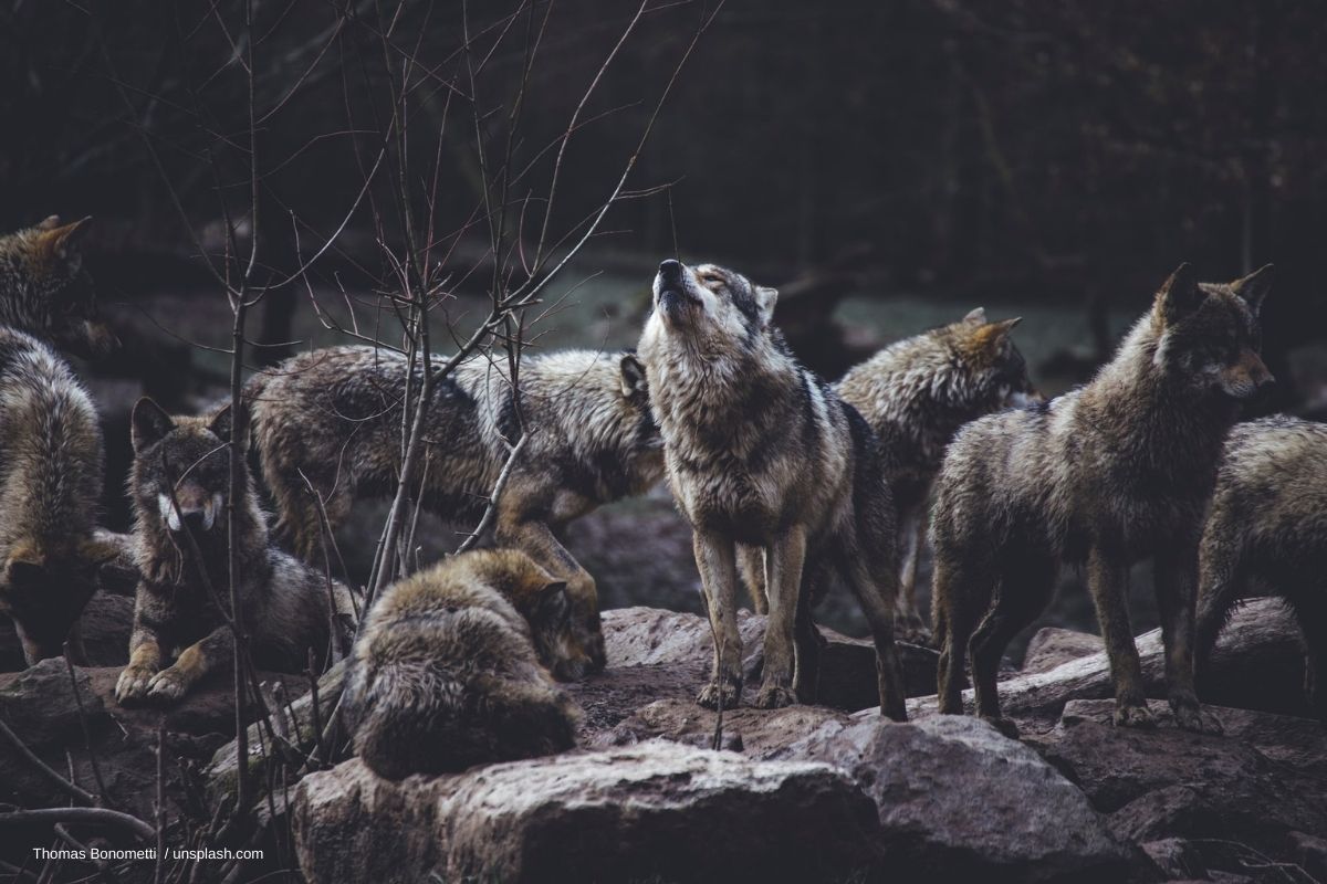 loups