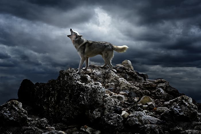 Somnambulisme Mythe De La Pleine Lune Le Vrai Et Le Faux Superba