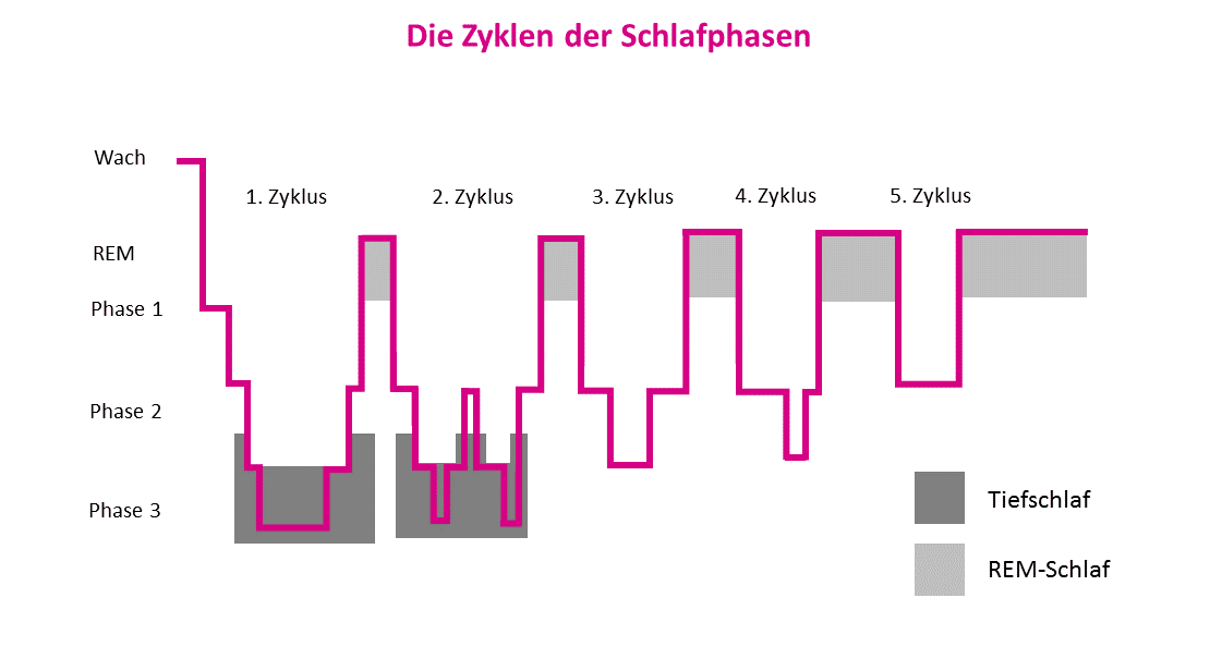 Ablauf der Schlafphasen